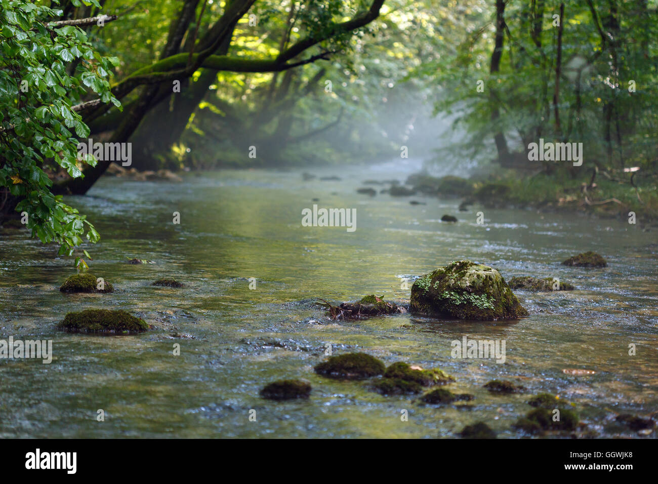 Landscape with river flowing through the forest on mountains Stock ...