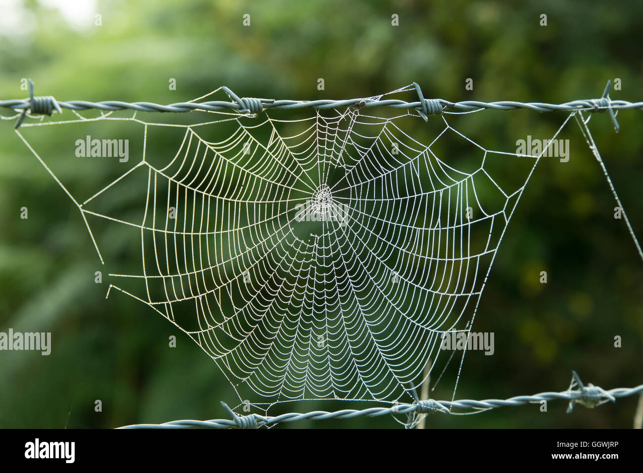 Spider cobweb on barbed wire, with morning dew. Stock Photo