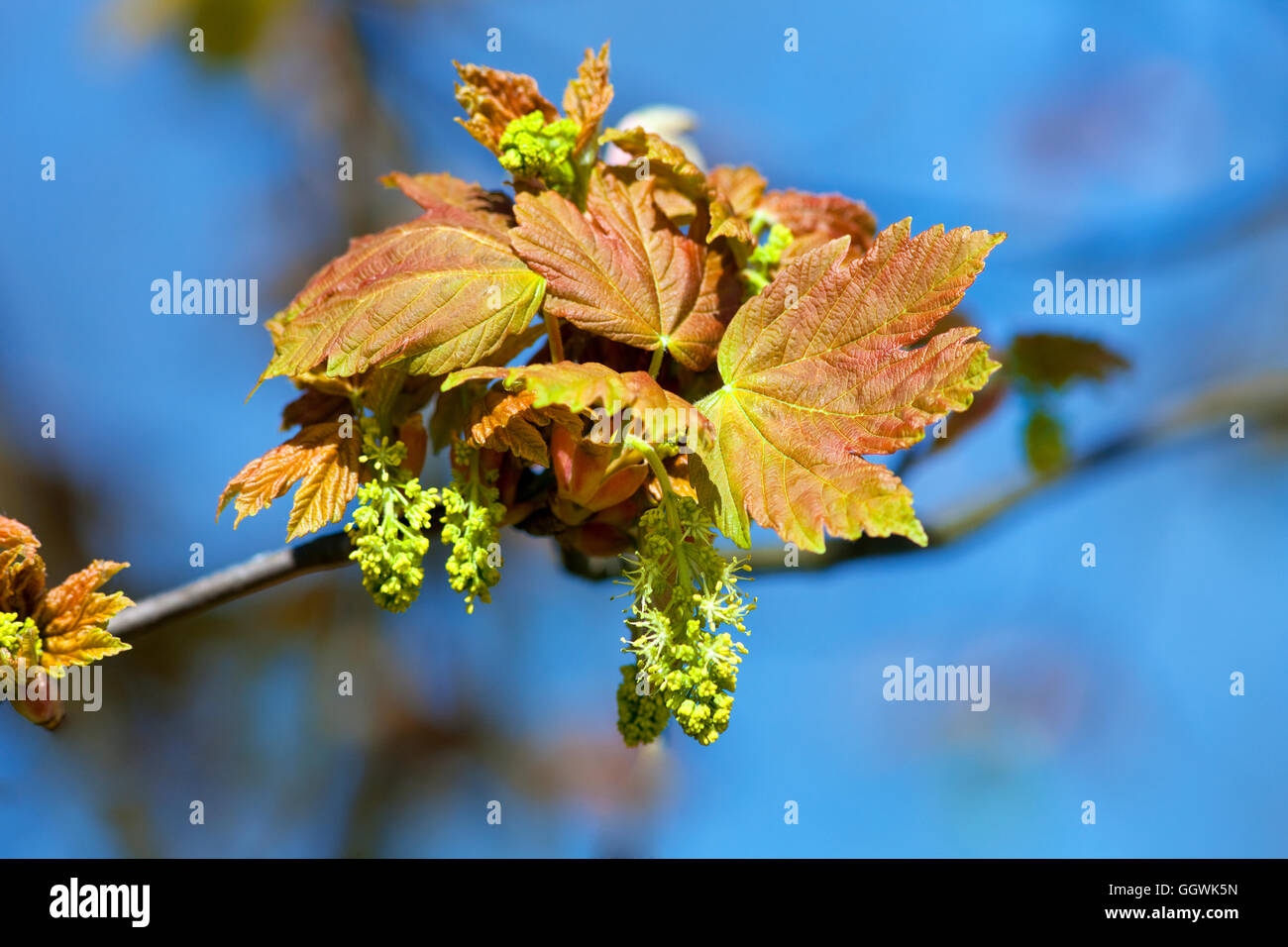 Closeup of Maple Flower at Blossom in Spring Stock Photo