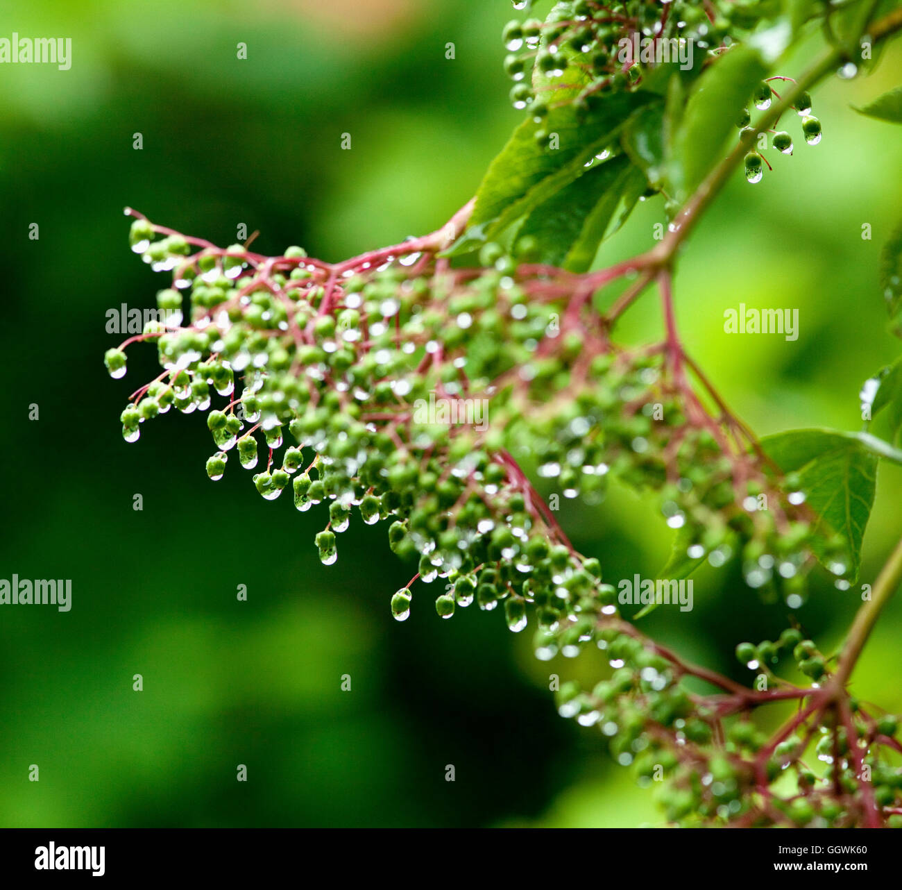 Droplets of Water on Plant after Rain in the Garden Stock Photo