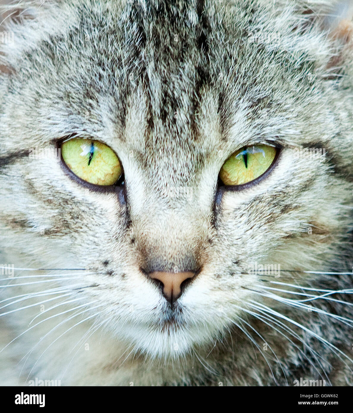 Closeup Portrait of The Head of Grey Cat Stock Photo