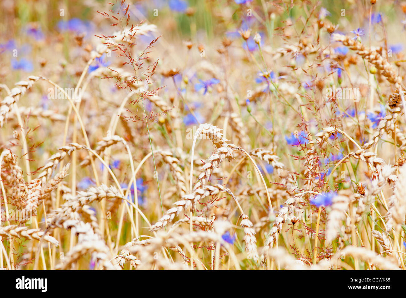 Field of Wheat and Cornflowers in Summer Stock Photo