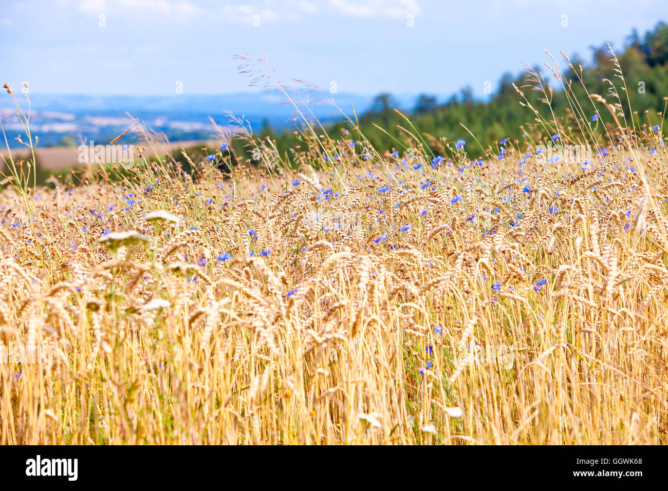 Васильки в пшеничном поле или ржаном