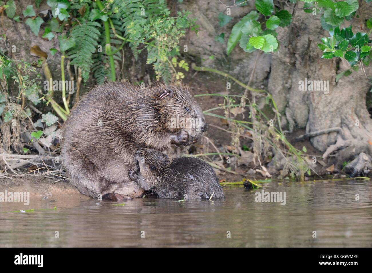 Eurasian beaver (Castor fiber) mother suckling one of her kits on the margins of the River Otter, Devon, UK, July. Stock Photo