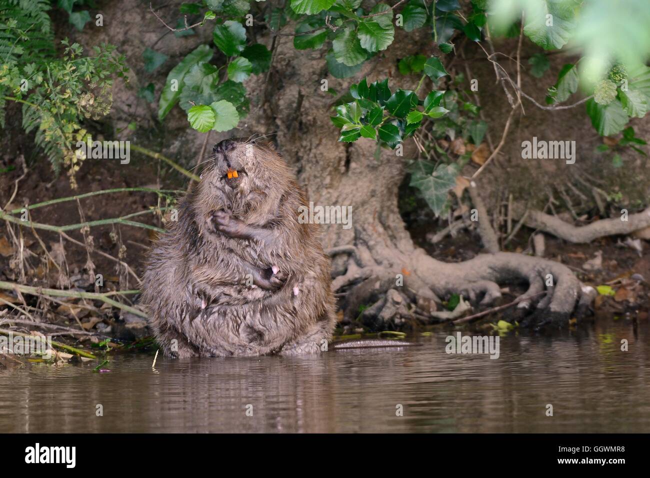Eurasian beaver (Castor fiber) female grooming on the margins of the River Otter, Devon, UK, July. Stock Photo