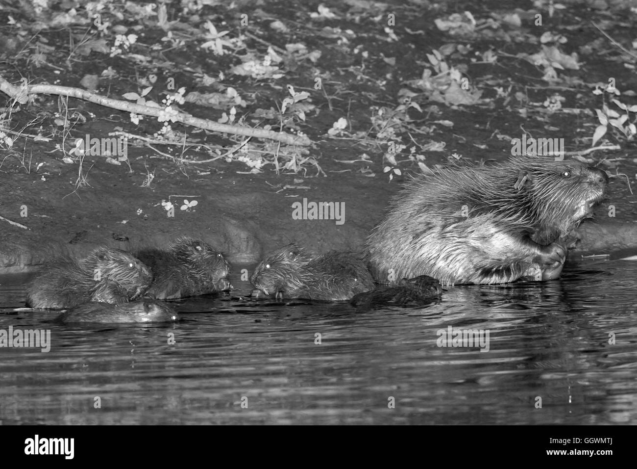 Eurasian beaver (Castor fiber) father grooming on the River Otter at night as his five kits feed, Devon, UK Stock Photo