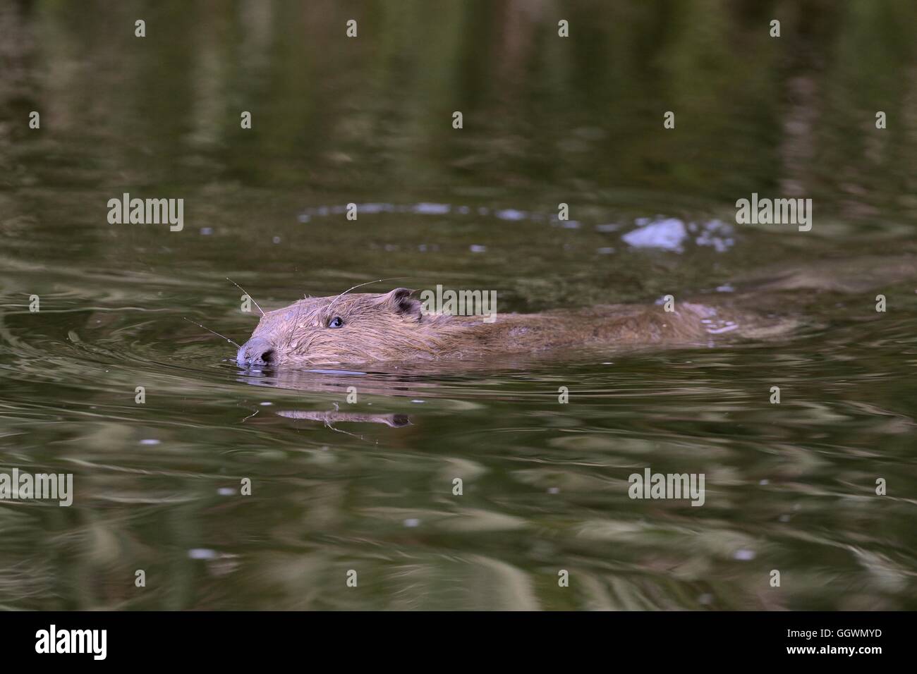 Eurasian beaver (Castor fiber) female swimming on the River Otter at dusk, Devon, UK, July. Stock Photo