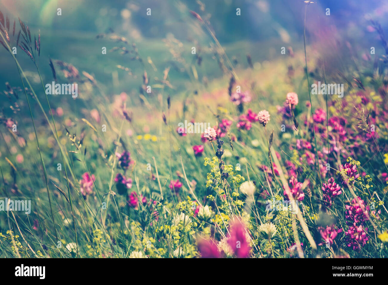 Blooming Flowers Spring Summer seasons natural Background trendy colors ...