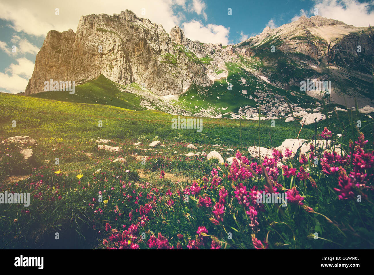 Rocky Mountains and green alpine valley with pink flowers Landscape