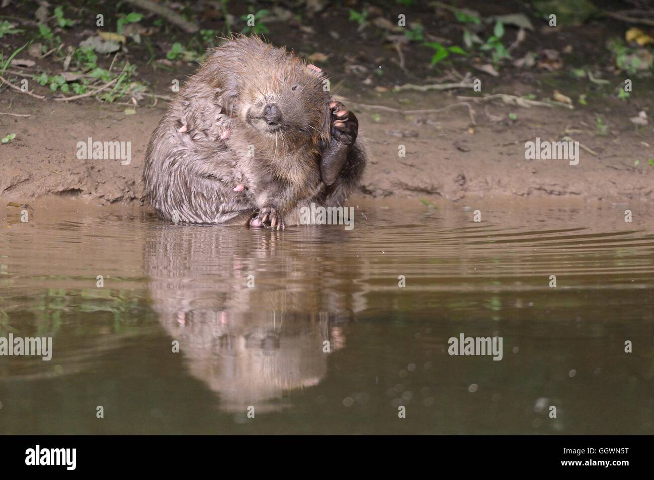 Eurasian beaver (Castor fiber) female grooming on the margins of the River Otter, Devon, UK, July. Stock Photo