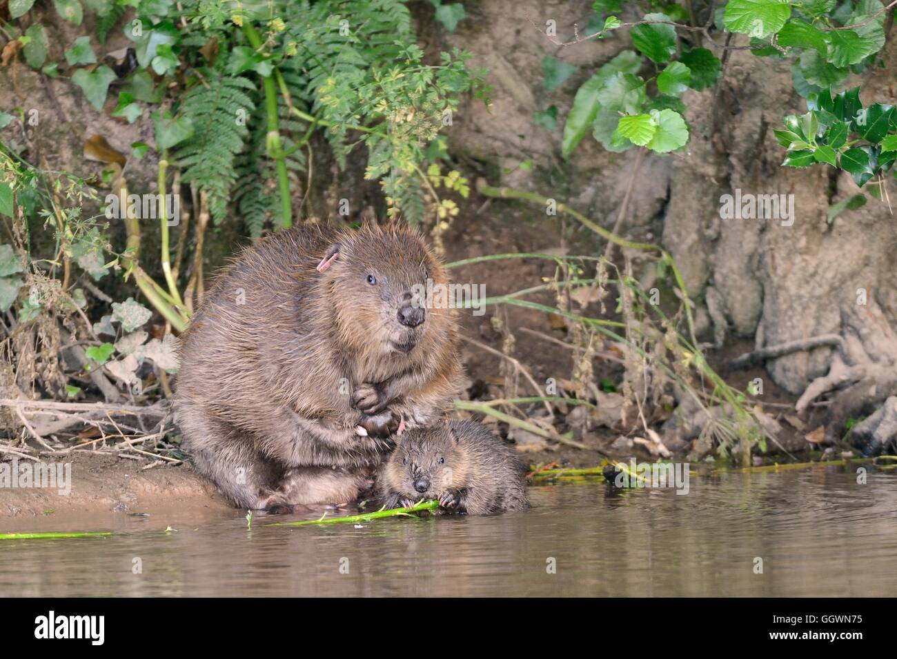 Eurasian beaver (Castor fiber) female grooming on the River Otter as one of its kits gnaws a willow sapling she's cut, Devon, UK Stock Photo