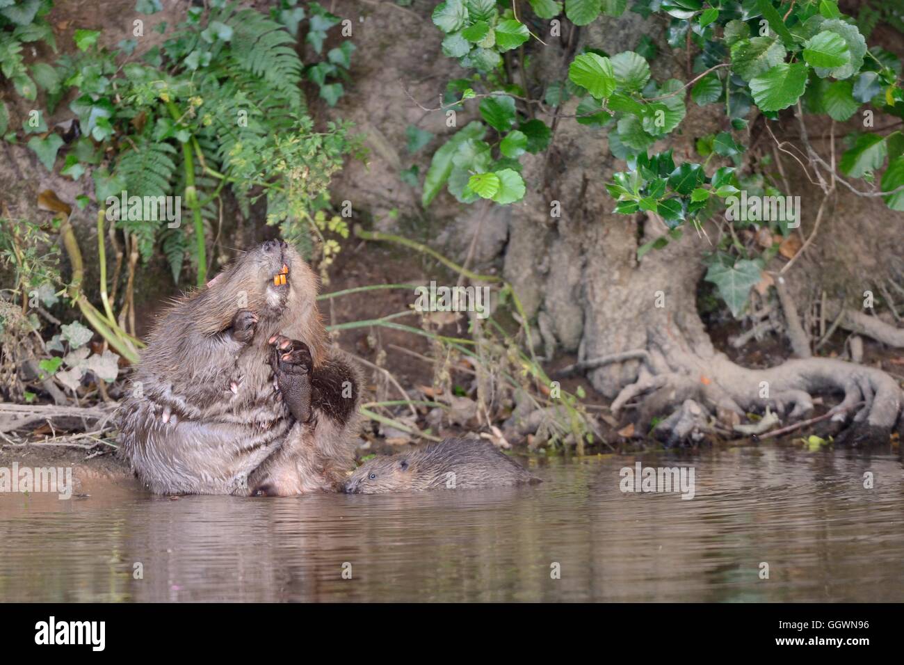 Eurasian beaver (Castor fiber) female grooming on the margin of the River Otter as one of her kits swims close to her, Devon, UK Stock Photo