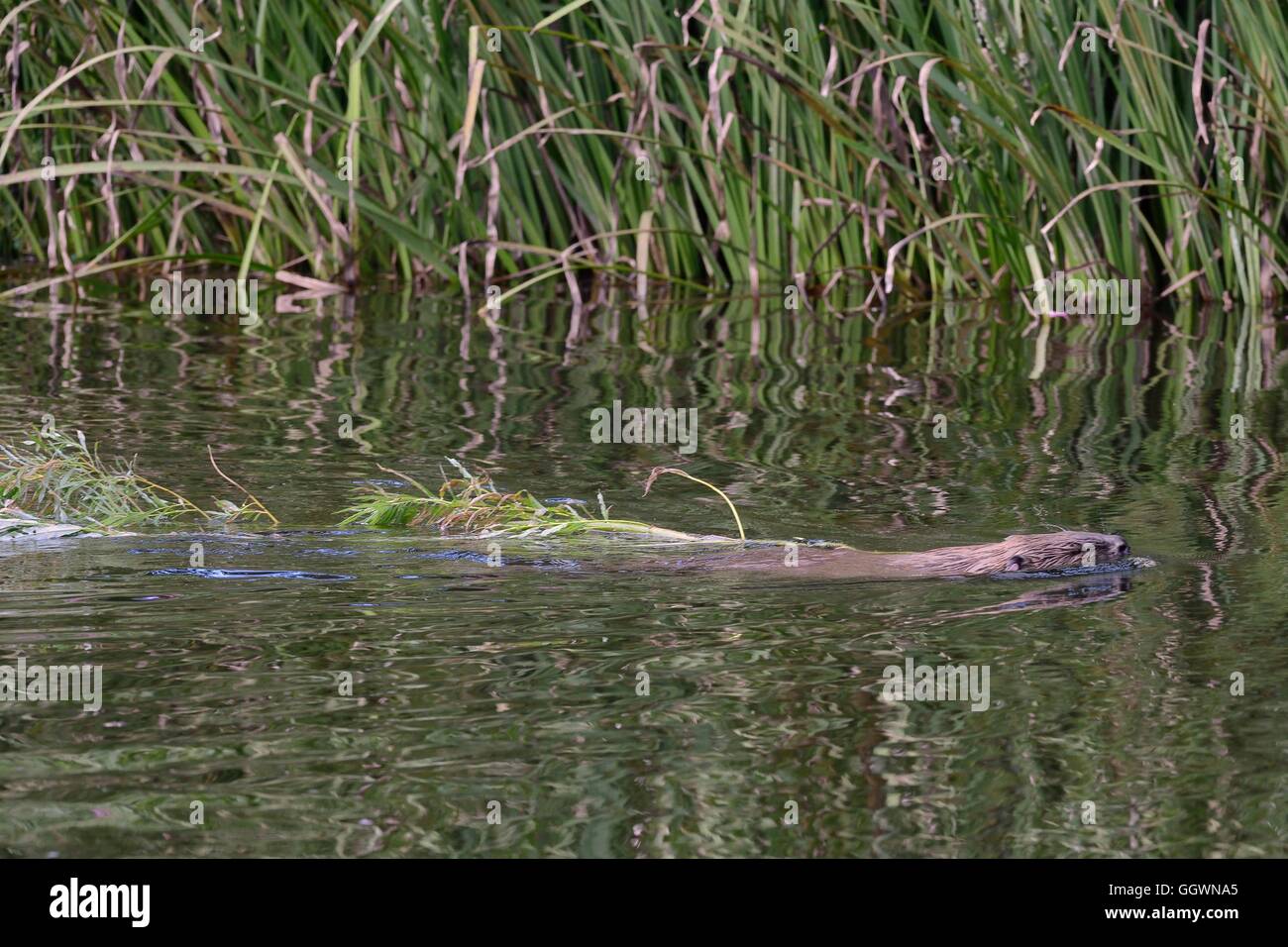 Eurasian beaver (Castor fiber) mother dragging a Willow sapling she's cut for her kits to feed on, River Otter, Devon, UK Stock Photo