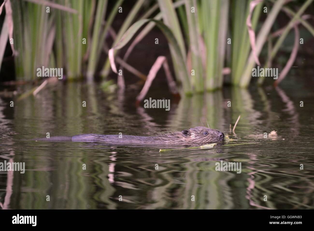 Young Eurasian beaver (Castor fiber) kit swimming on the River Otter near its lodge, Devon, UK, July. Stock Photo