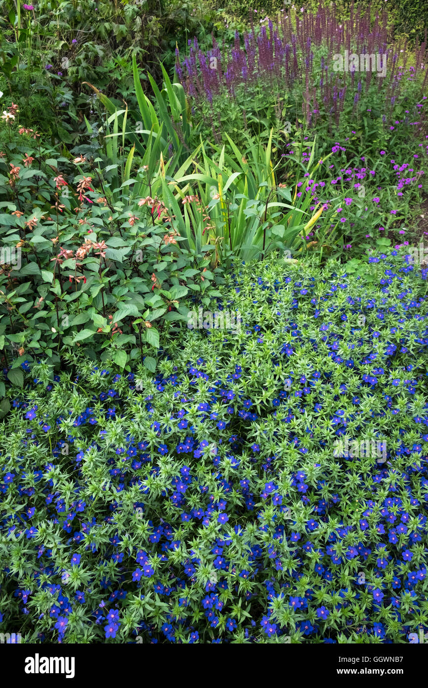 English herbaceous border summer perennial garden plants, featuring ...