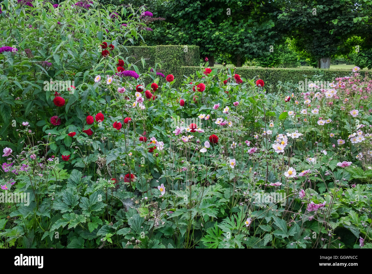 Perennial plants herbaceous border hi-res stock photography and images ...