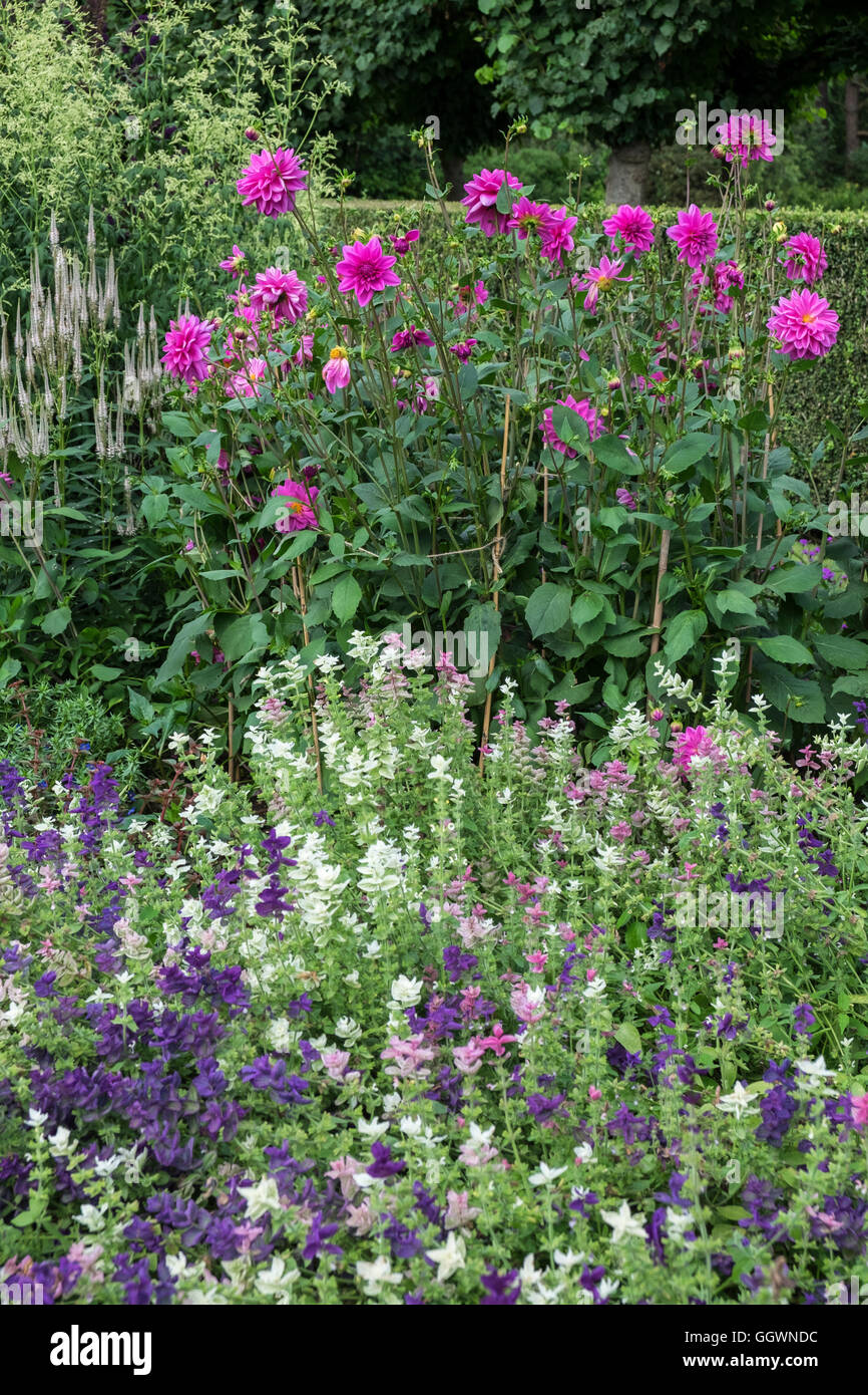 Herbaceous perennial border plants flowering in summer, Norfolk, England, UK Stock Photo
