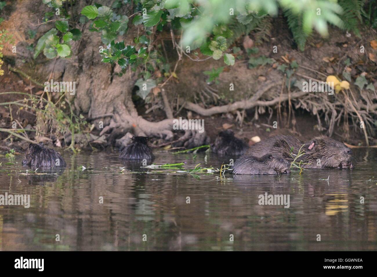 Eurasian beaver (Castor fiber) mother and four of her five kits feeding on a Willow sapling she's cut on the River Otter, Devon. Stock Photo