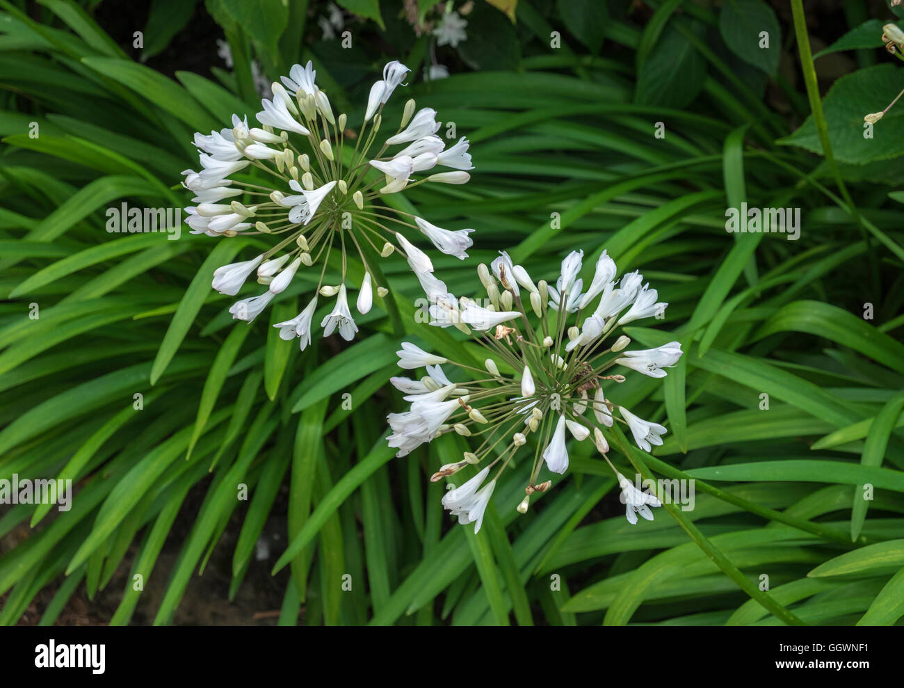 Flowering Agapanthus Praecox, subspecies Orientalis, also known as the African Lily or Lily of the Nile. Stock Photo