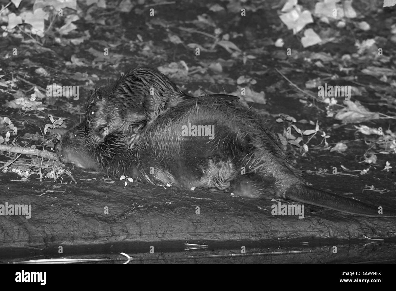 Eurasian beaver (Castor fiber) mother rests on the bank of the River Otter at night as one of her kits climbs on her back, Devon Stock Photo