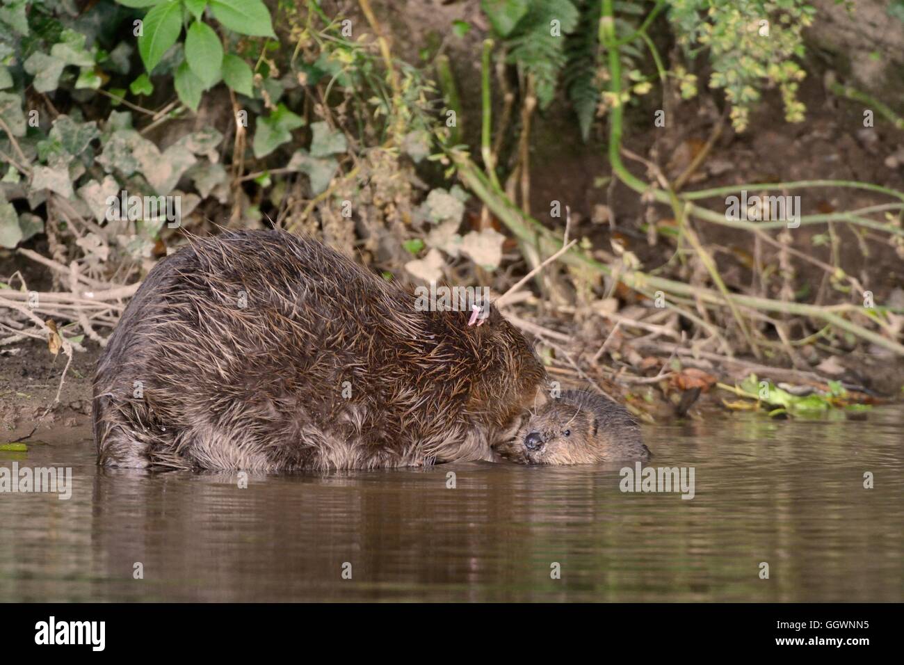 Eurasian beaver (Castor fiber) mother grooming one of her kits on the River Otter, Devon, UK, July. Stock Photo