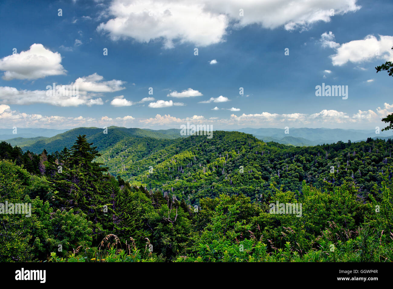 Forest gap. Forest gap