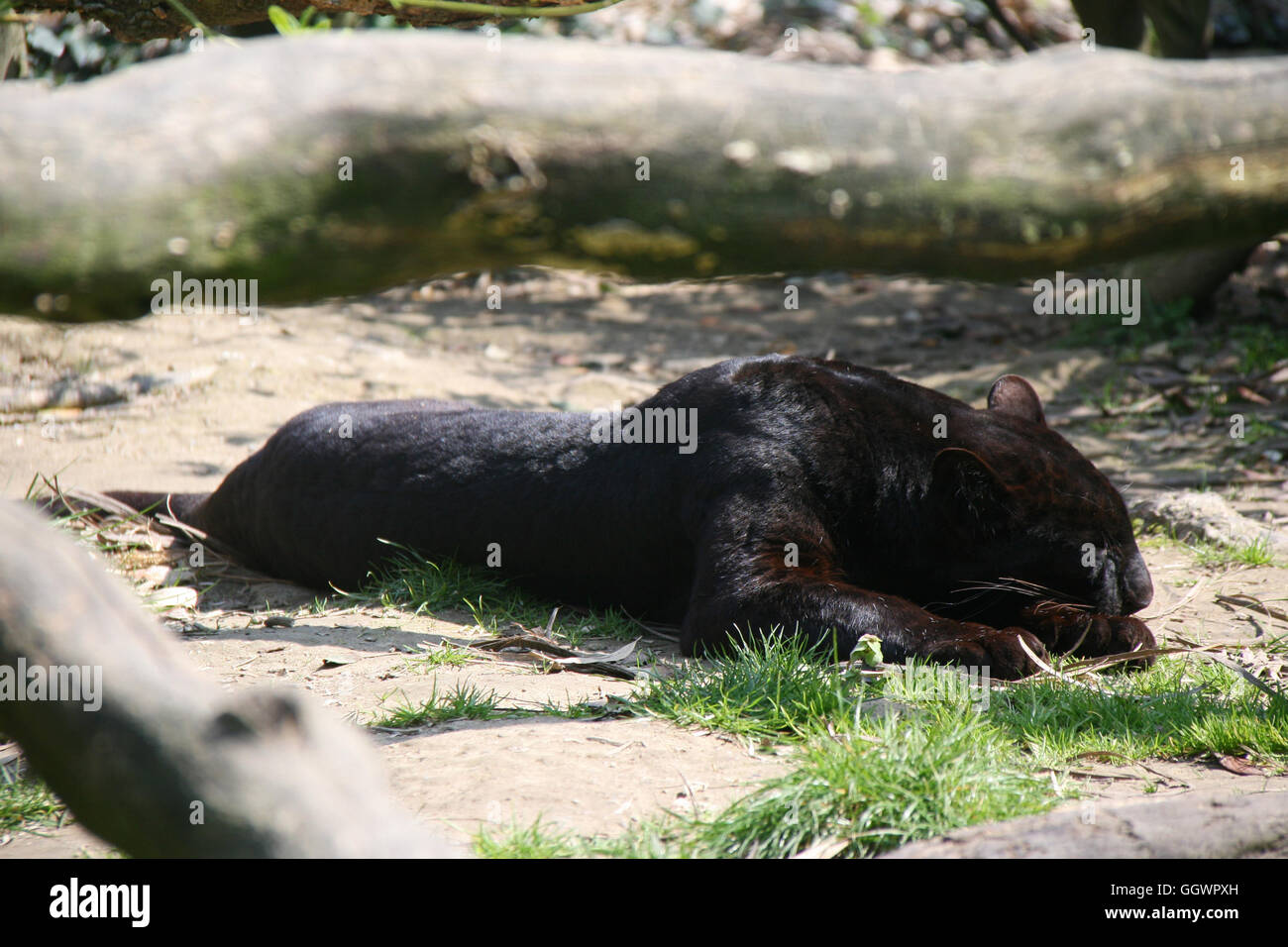 Black panther in tree hires stock photography and images Alamy