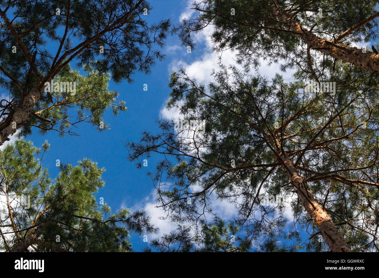 Pine stems tops sky look-up Stock Photo