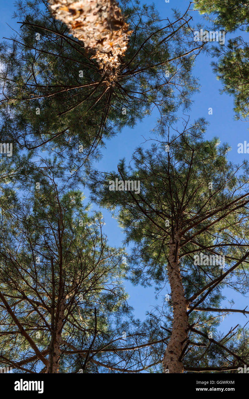 Pine stems tops sky look-up Stock Photo