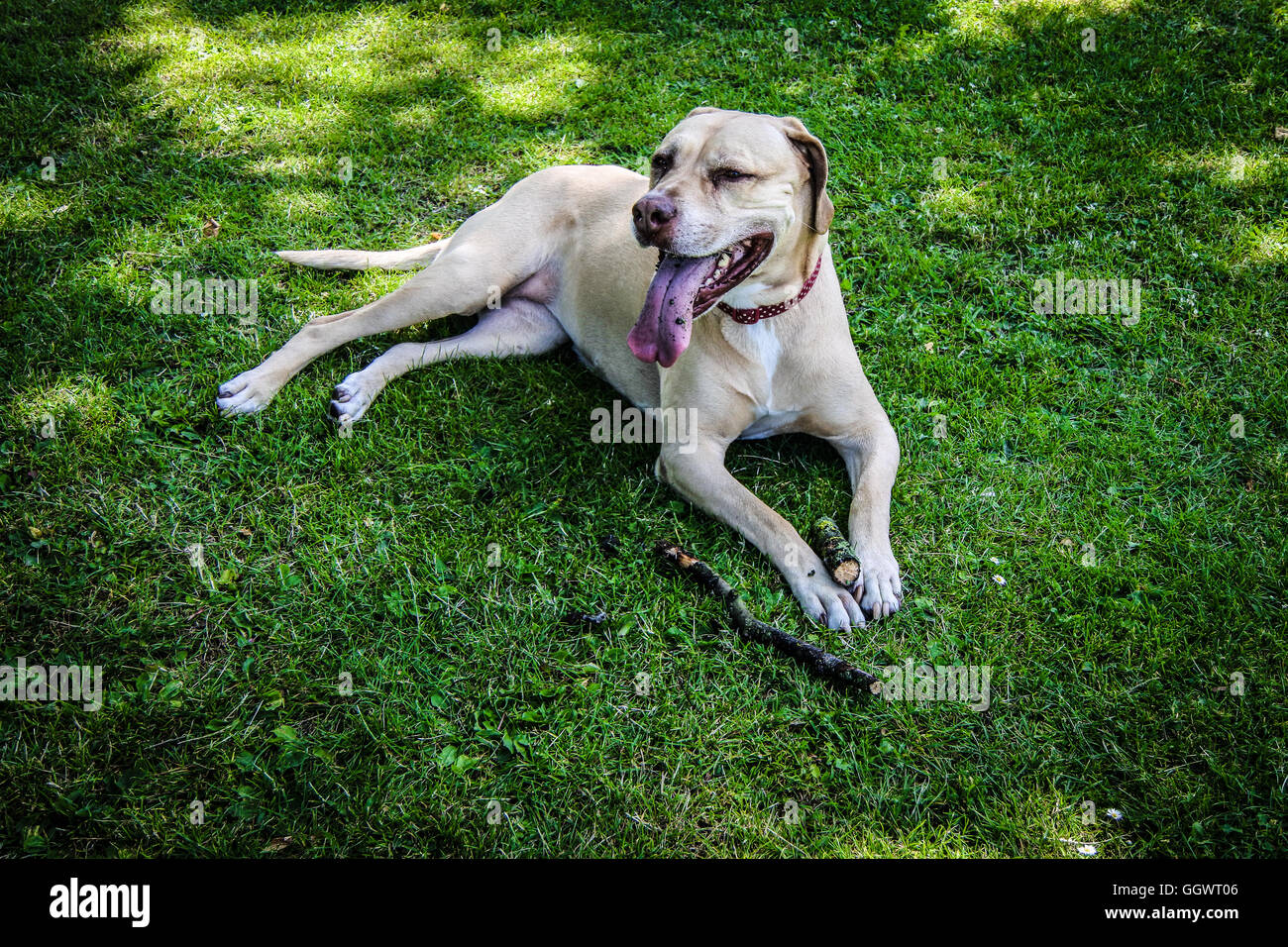 Dog (Mastiff mix) relaxing on lawn - Berkhamsted, UK Stock Photo