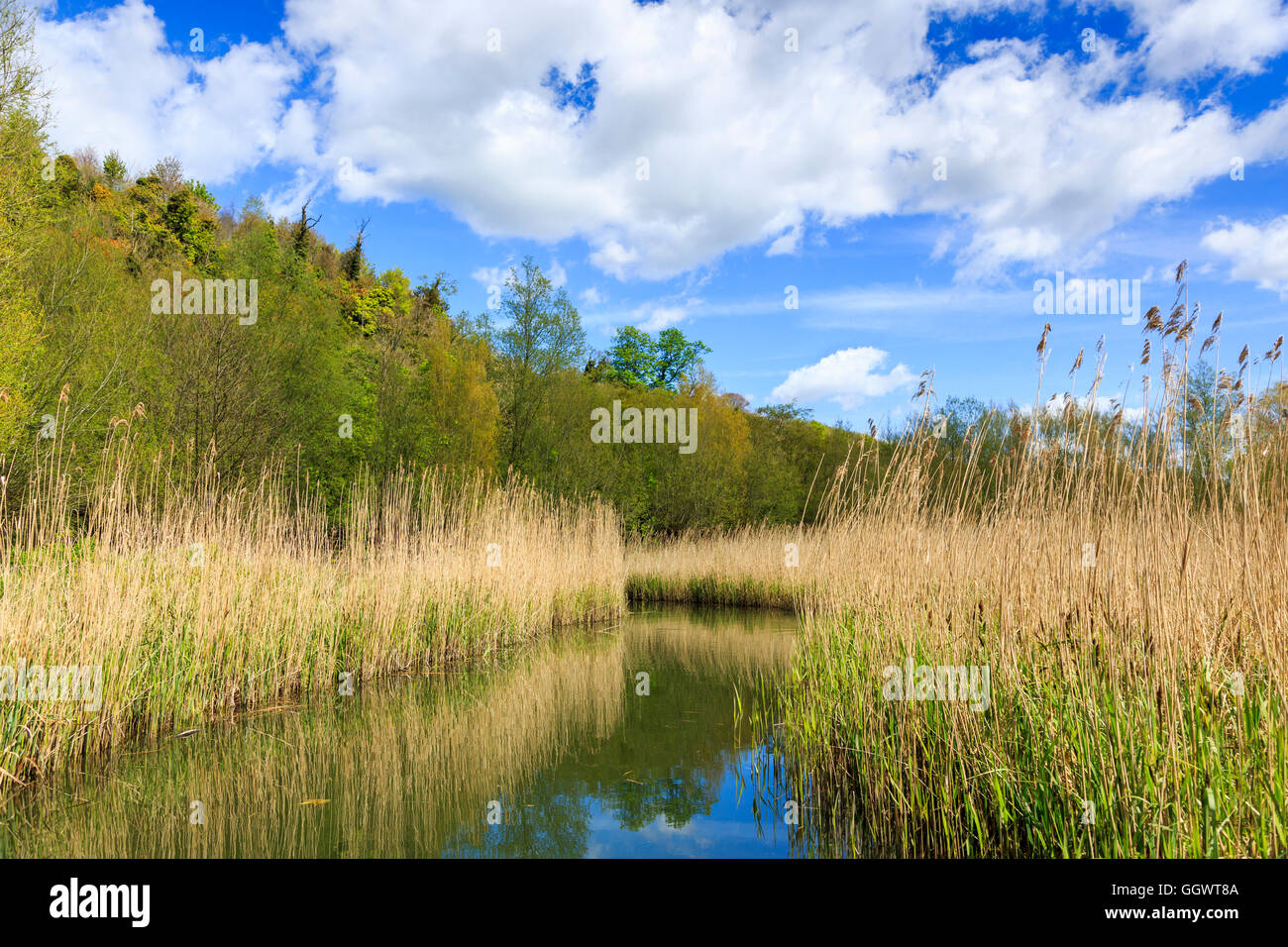 Wildfowl on riverbank hi-res stock photography and images - Alamy