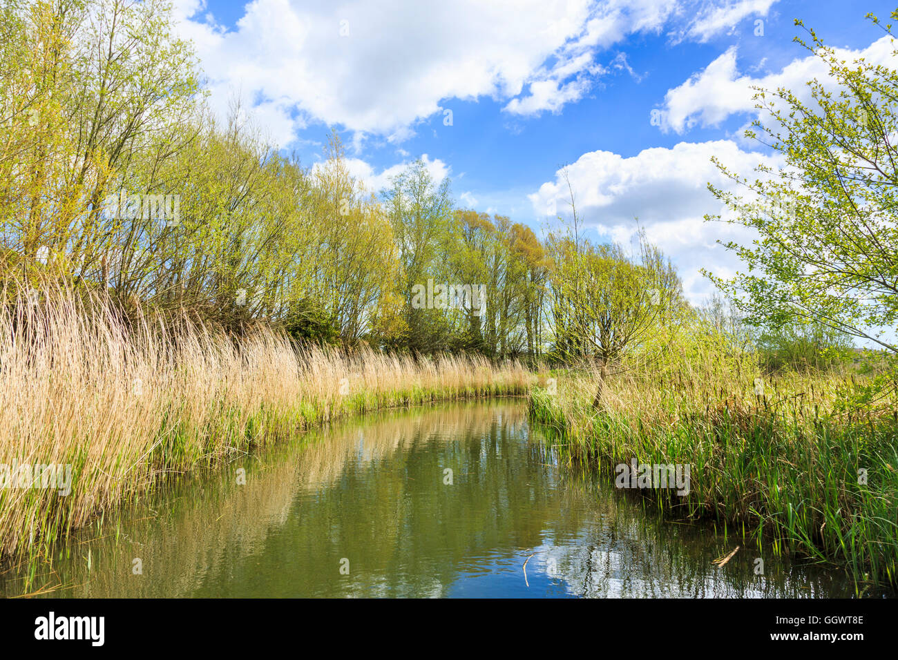 Reed beds on the River Arun at Wildfowl & Wetlands Trust, Arundel, West ...