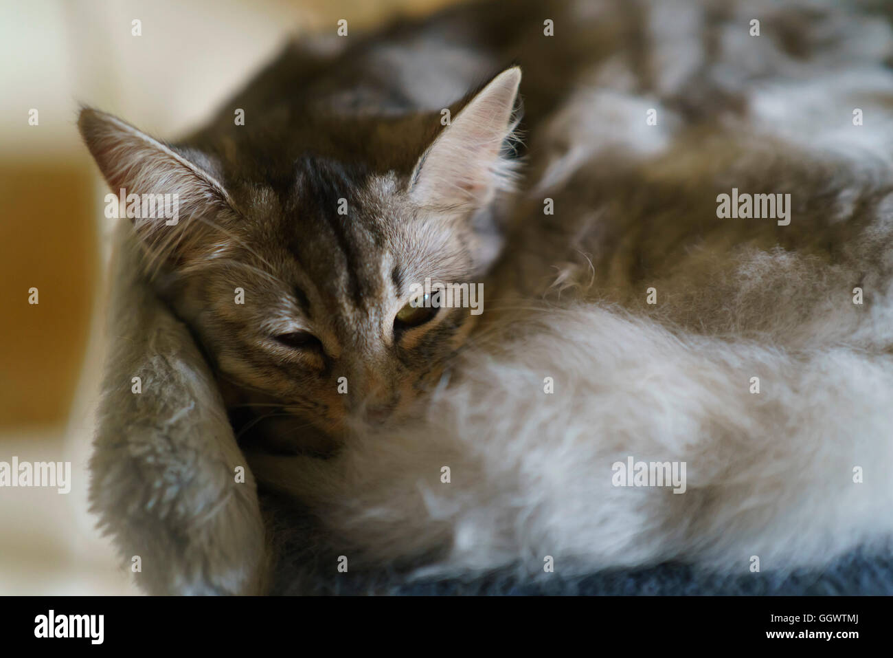 Cat nap - sleeping with an eye open. Stock Photo