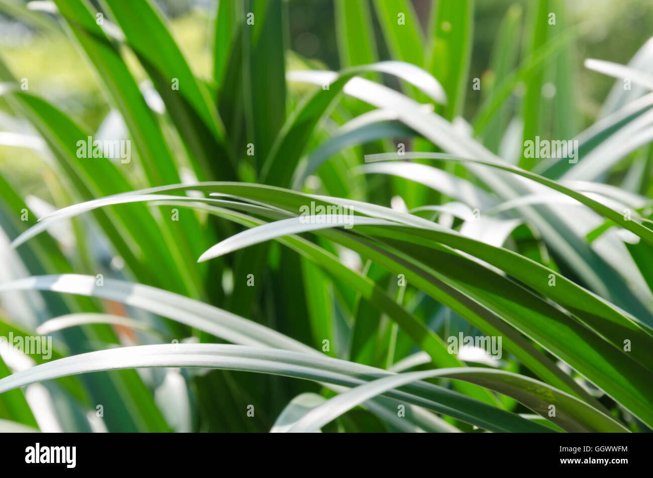 Blurry Background of Plant Leaves. Stock Photo