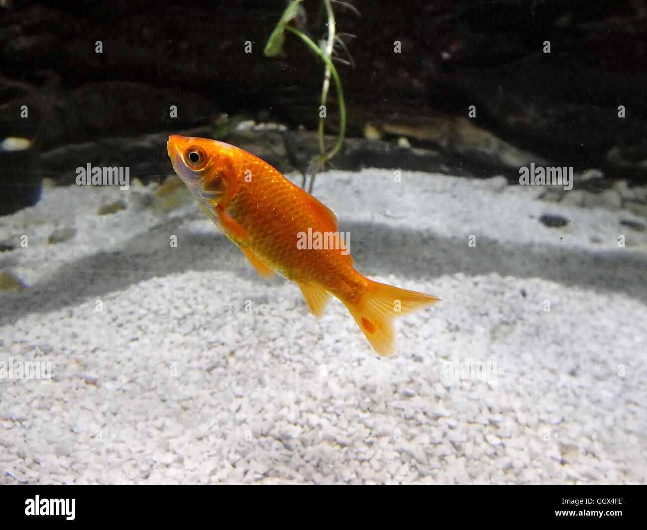 Golden fish, floating goldfish Stock Photo Alamy