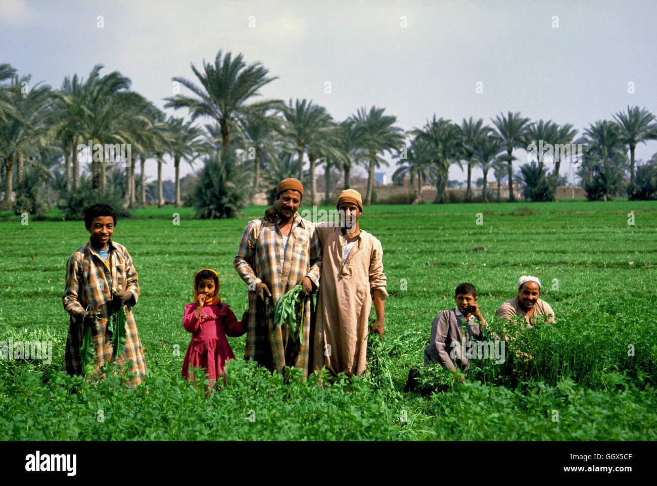 Farmers (fellahin) in their fields near Sakkara at Memphis, Egypt Stock ...