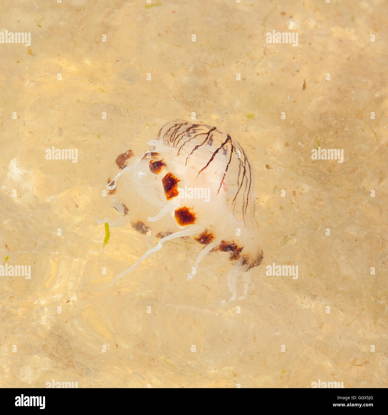 Compass jellyfish (Chrysaora hysoscella), Hope Cove, Devon, England