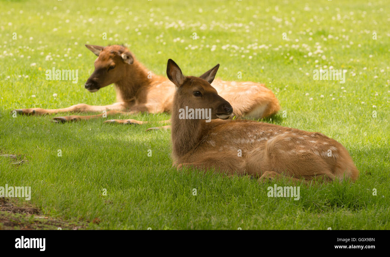 Newborn Elk Fawn Calf Yearling Wild Animal Wildlife Stock Photo