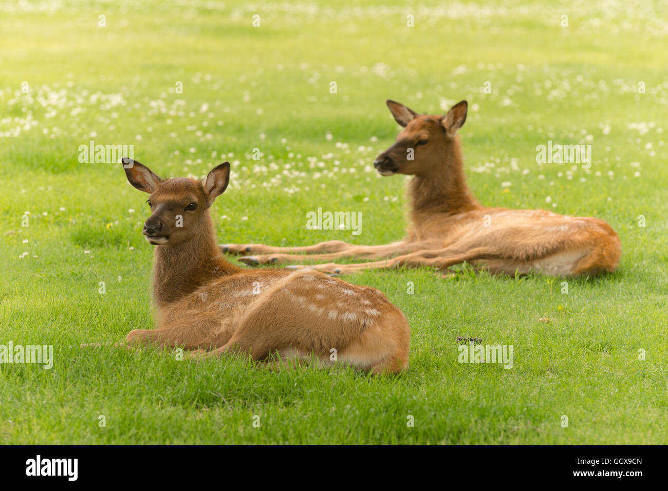 Newborn Elk Fawn Calf Yearling Wild Animal Wildlife Stock Photo