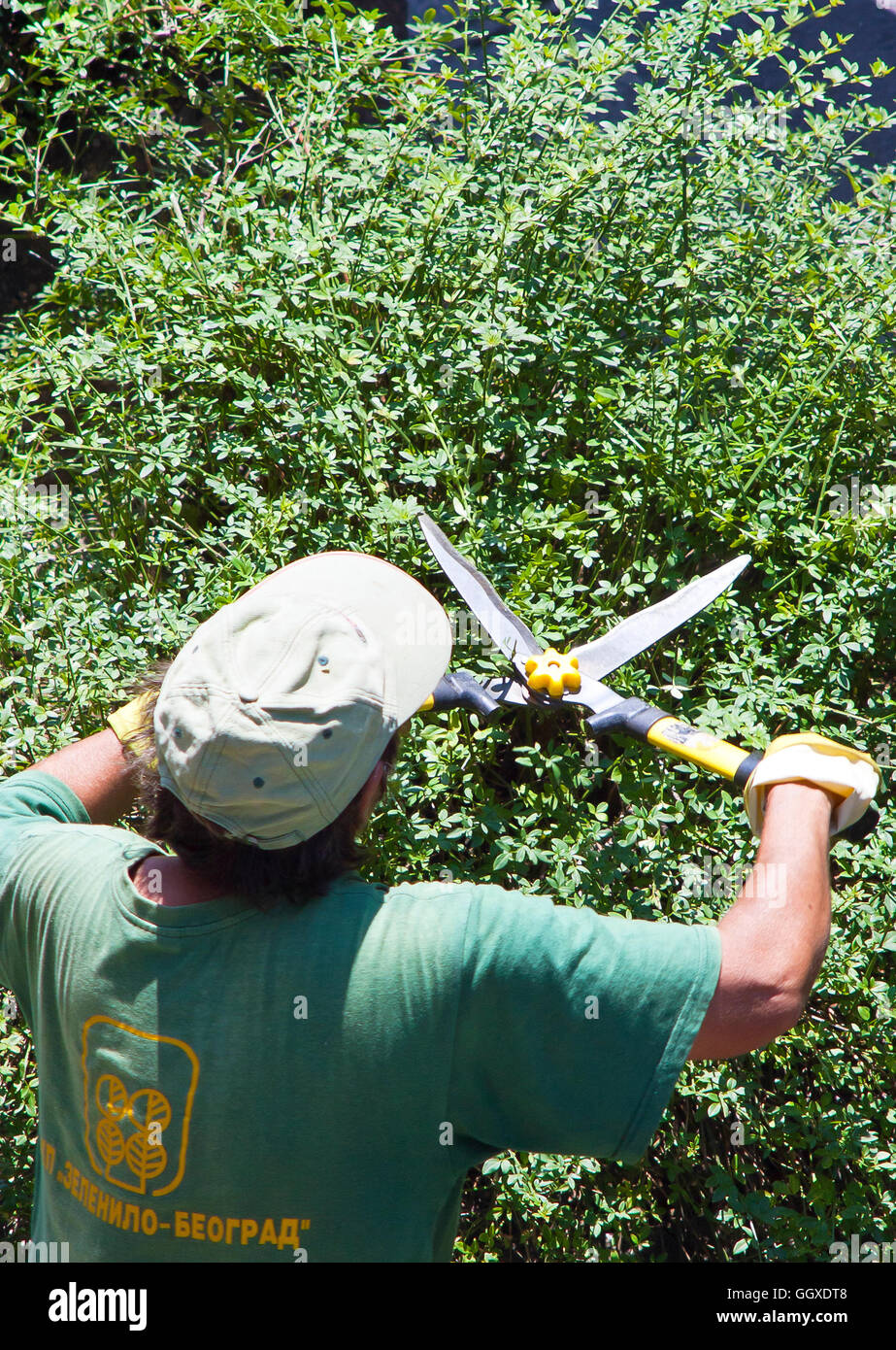Worker from Greenery Belgrade is manually trimming the bushes. Stock Photo