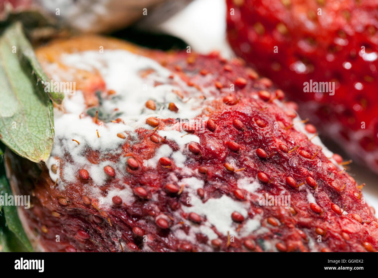 Strawberry with mold Stock Photo