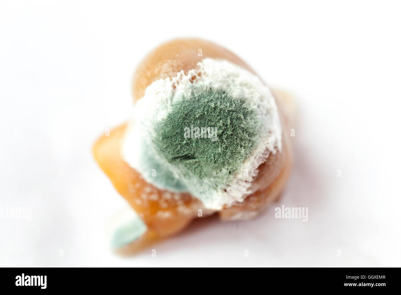 mold on mushrooms Stock Photo Alamy