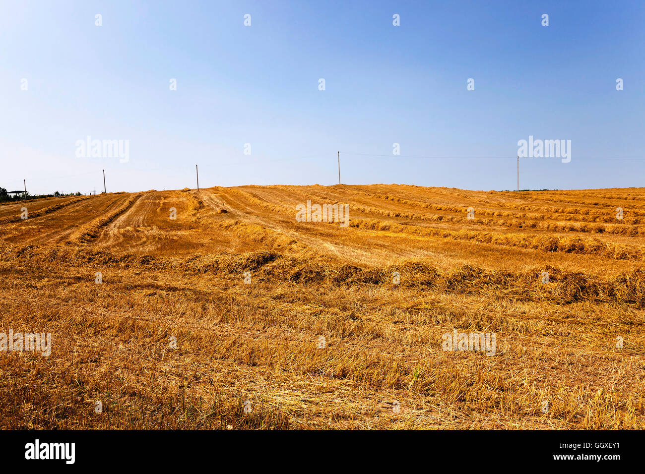 cereals during harvest Stock Photo - Alamy