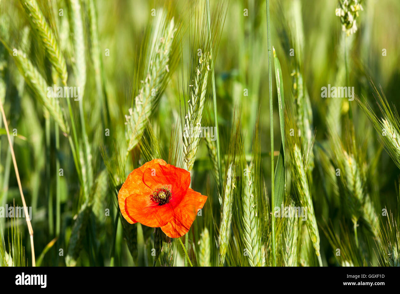 Poppy in the field Stock Photo - Alamy