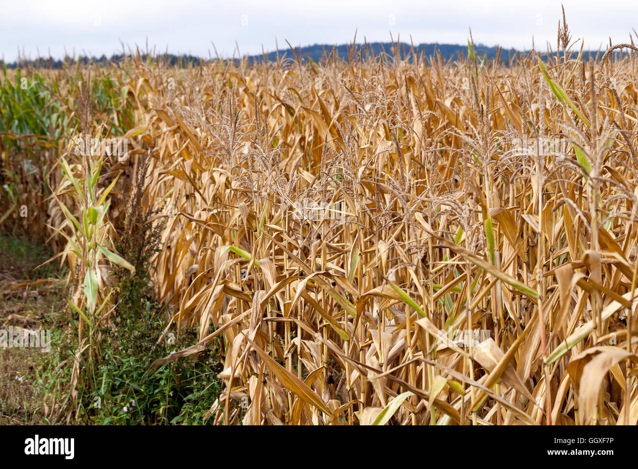 mature corn crop Stock Photo - Alamy