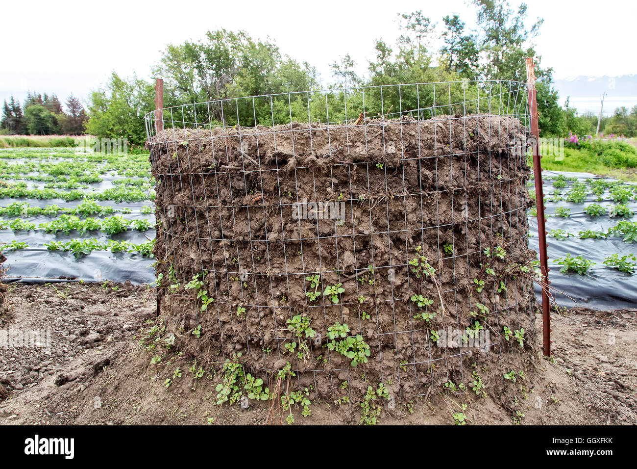 Potato Rows Buildin Potato tower, adjoining rows in background Stock Photo - Alamy