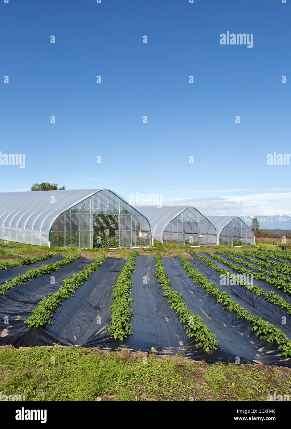 Tunnels, growing various vegetables,  hop & medicinal herbs, rows of potatoes in foreground. Stock Photo