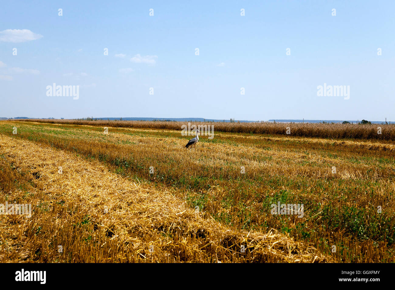 harvest of cereals Stock Photo - Alamy