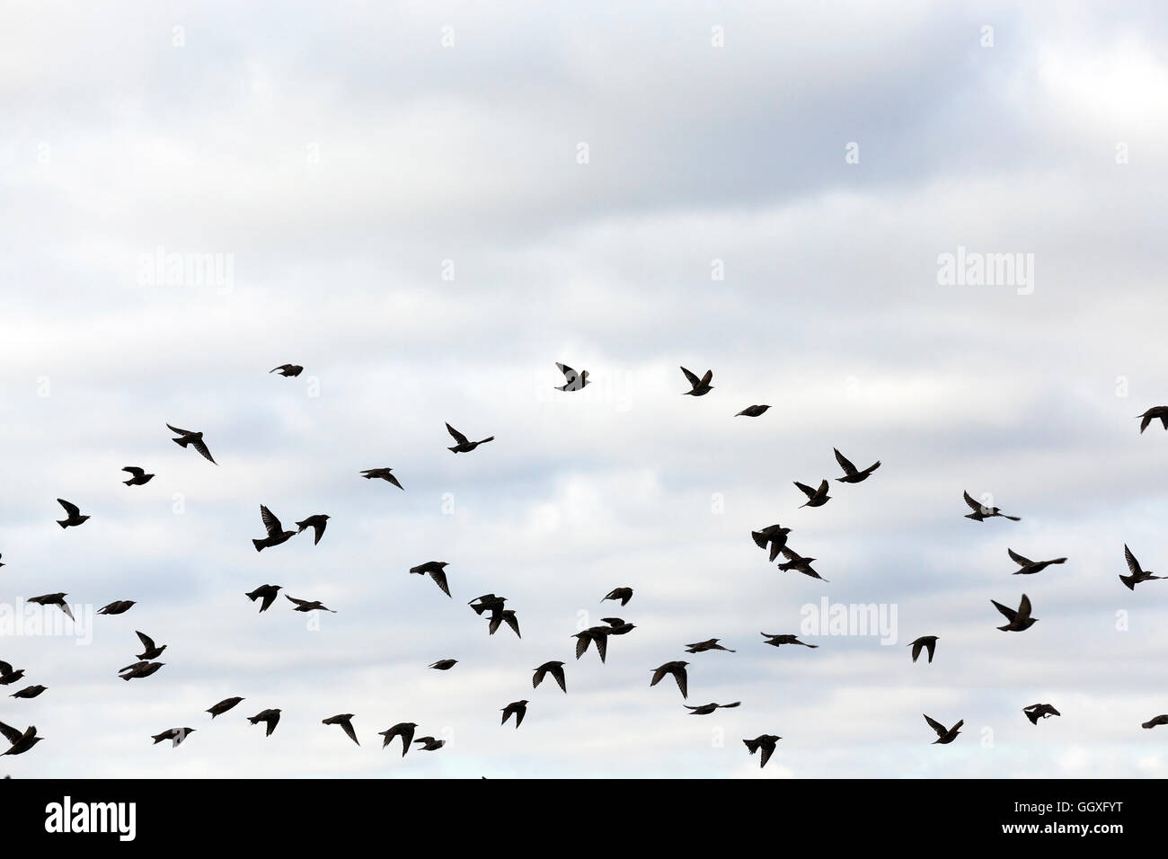 birds flying in the sky Stock Photo - Alamy