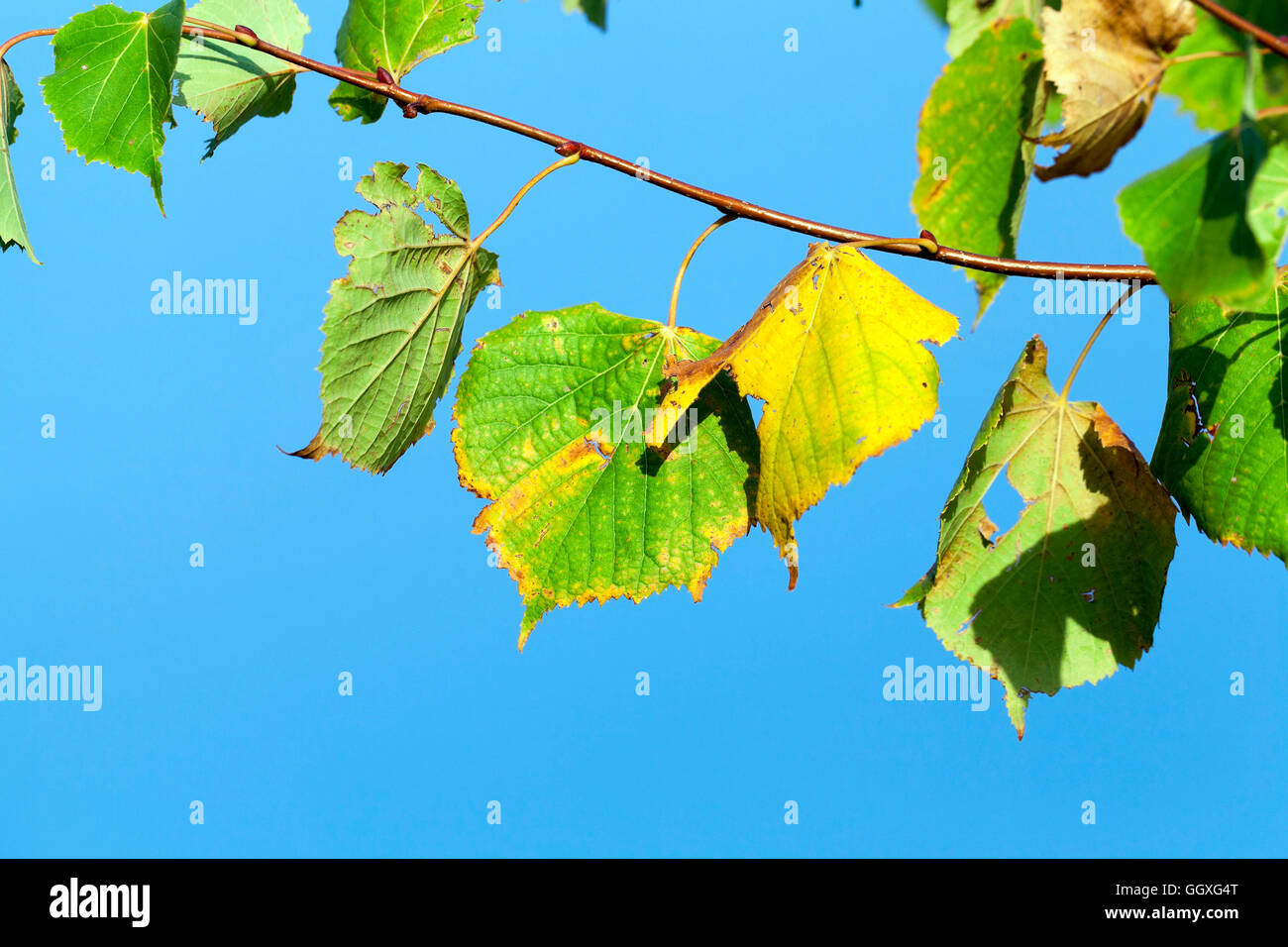 yellowing foliage linden Stock Photo Alamy